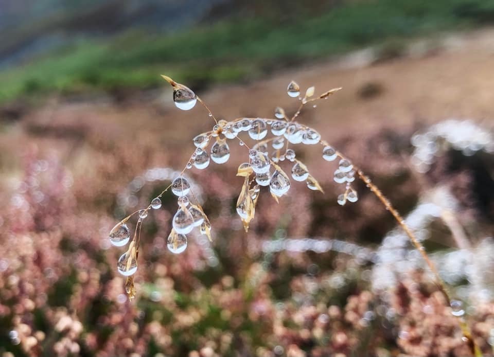 RAIN DROPS: hanging on for dear life droplets of water look amazing captured by New & Star Camera Club member Lizzie McGaffin