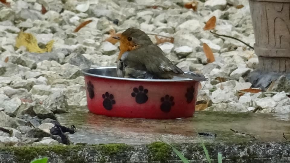 BATH DAY: Robin having a bath in the water bowl captured by New & Star Camera Club member Susan Farish 