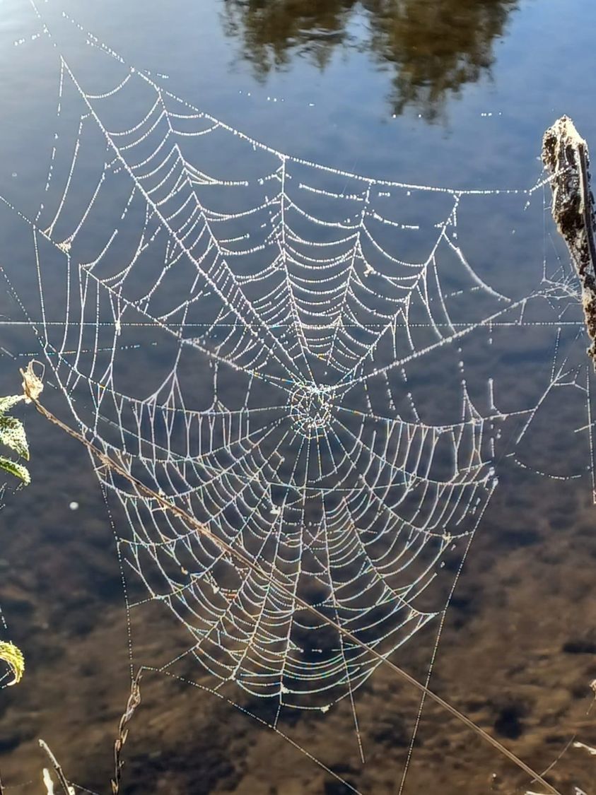 CREEPY: A glistening spiders webcaptured by New & Star Camera Club member Judith Robinson