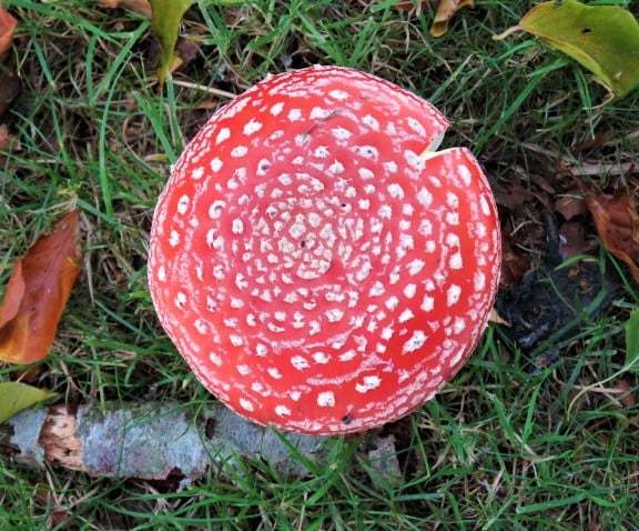 LUNCG TIME?:Stunning fungus fly agaric Amanita muscana captured by New & Star Camera Club member Heather Harriason