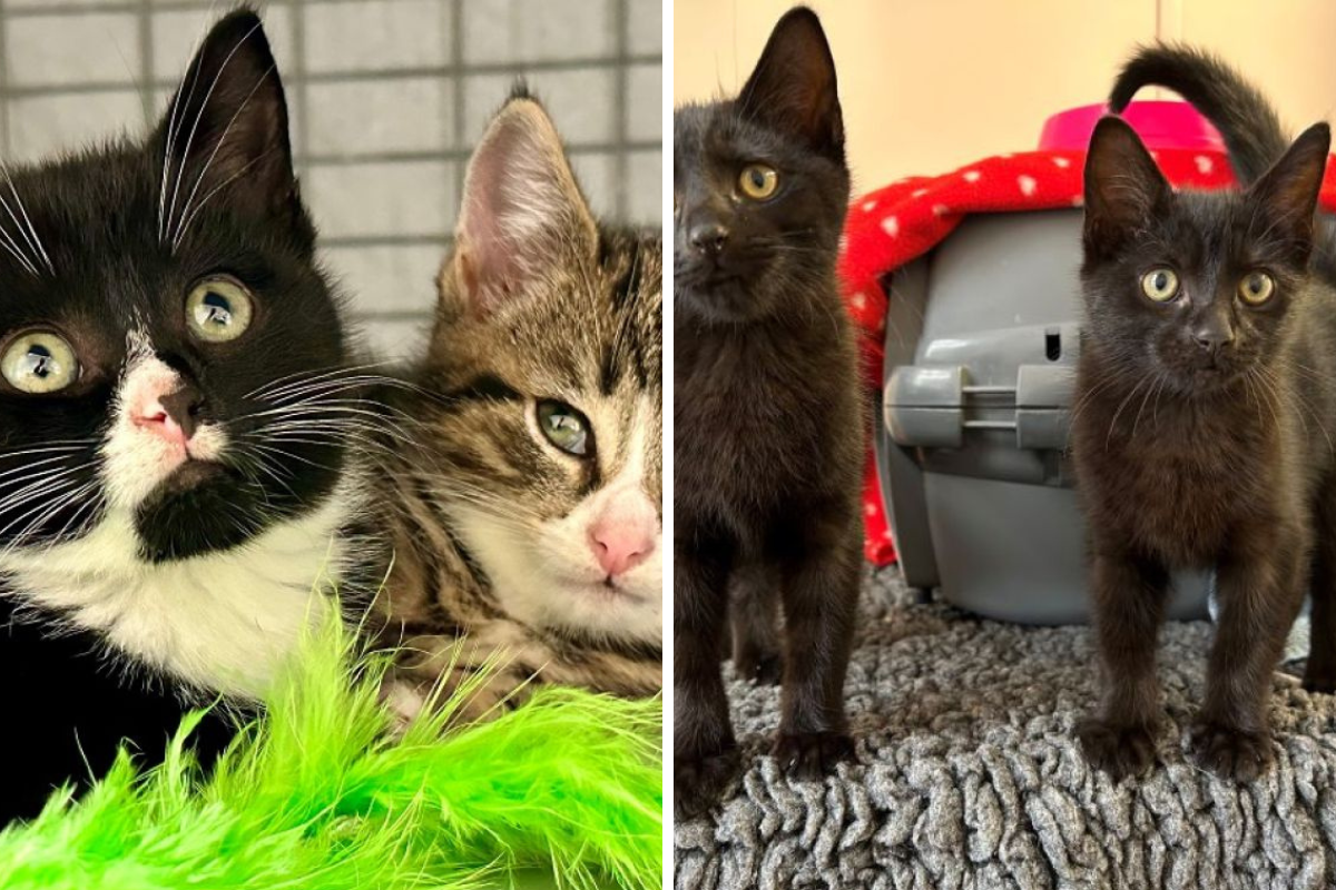 Meet Tiswas, Magpie and Marco and Polo- Our Pets of the Week